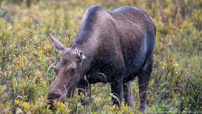Cow moose lowering her head to browse among dense yellow-green shrubs in the Maligne Valley.