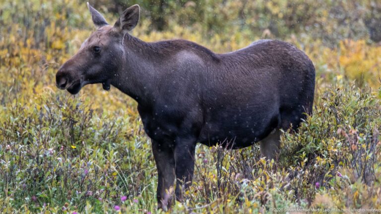 Young moose in side profile among dense autumn shrubs, showing long muzzle and upright ears.