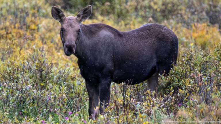Moose calf standing among mixed yellow-green shrubs and small flowers, facing slightly toward the camera.