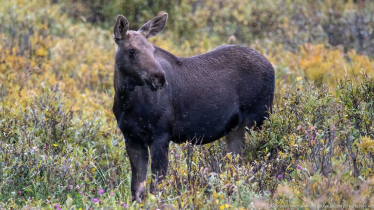 Young moose standing alert among yellow-green shrubs with ears raised and body in profile.
