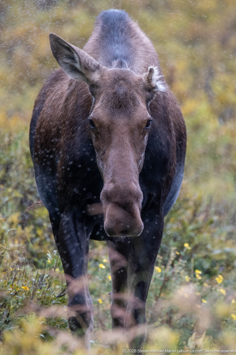 Front-facing cow moose standing amid low vegetation with broad muzzle and large ears prominent.