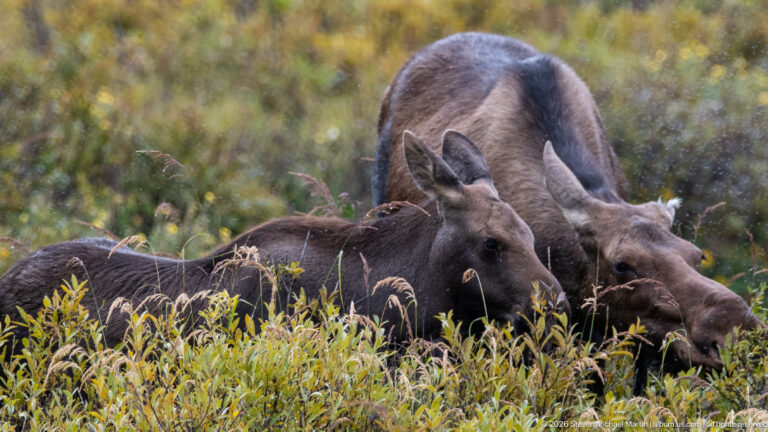 Moose calf looking forward from shrubs with an adult cow standing directly behind it.