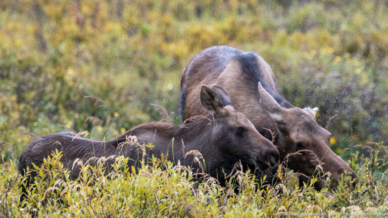 Cow moose bending toward a calf lying among yellow-green shrubs in the Maligne Valley.