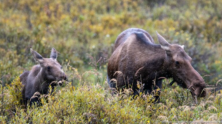 Adult cow moose browsing in dense shrubs with a calf following immediately behind.