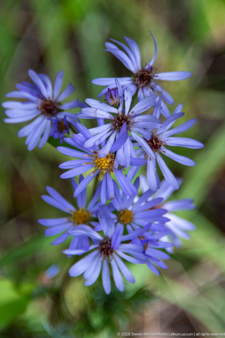 Cluster of purple daisy-like wildflowers with yellow-brown centers against blurred green vegetation.