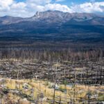 Rugged mountain massif above an extensive burned forest of standing and fallen trunks with patches of golden regrowth.