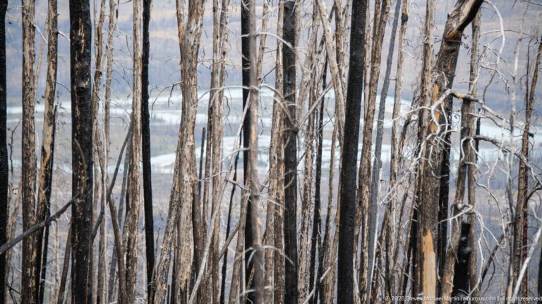 Dense vertical trunks of burned trees with pale river water and distant mountains visible through gaps.
