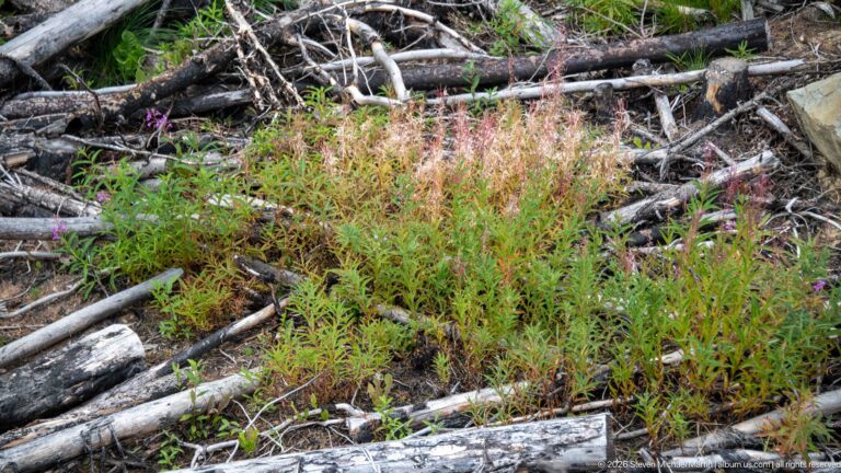 Fireweed and green ground vegetation growing among fallen gray and charred logs in a burned forest.