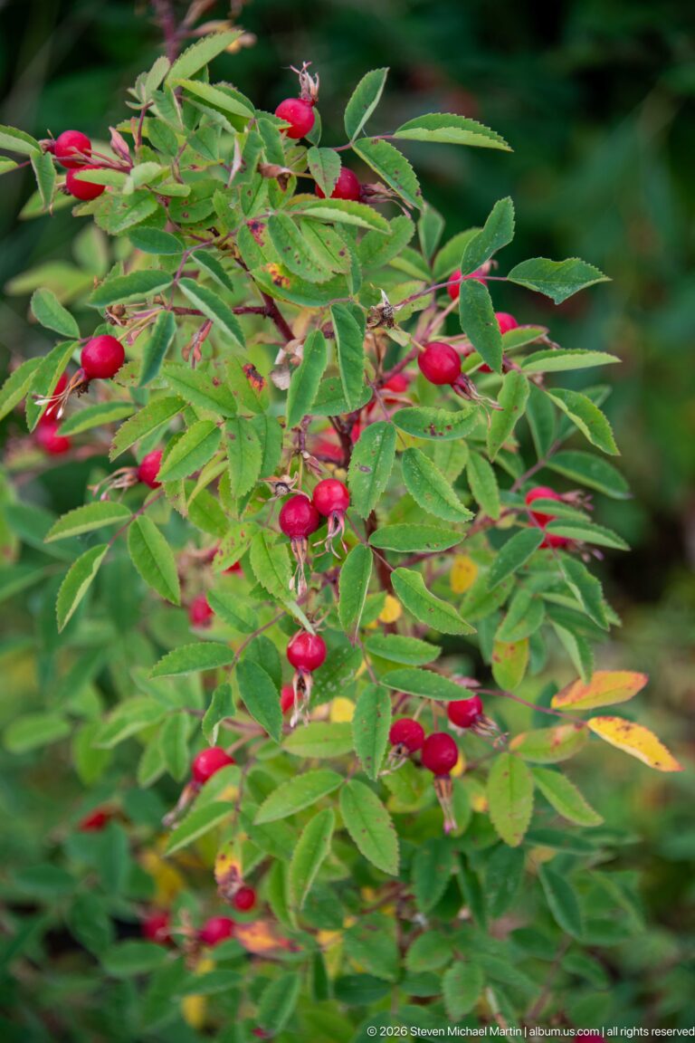 Clusters of bright red rose hips among green compound leaves on a shrub.