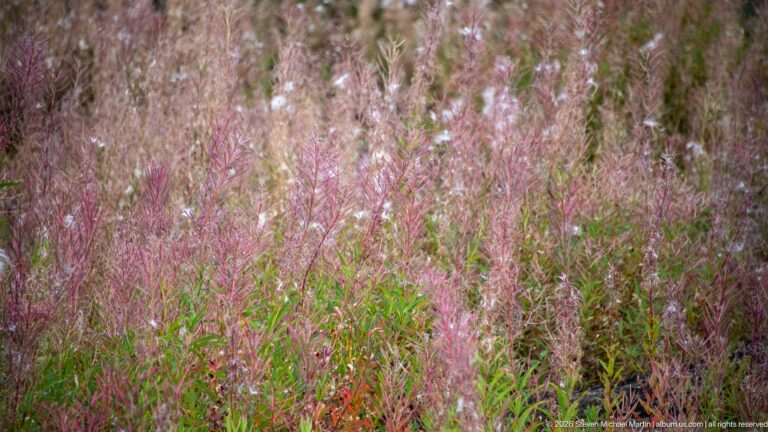 Dense patch of pink-purple fireweed and green foliage forming a textured field of regenerating vegetation.
