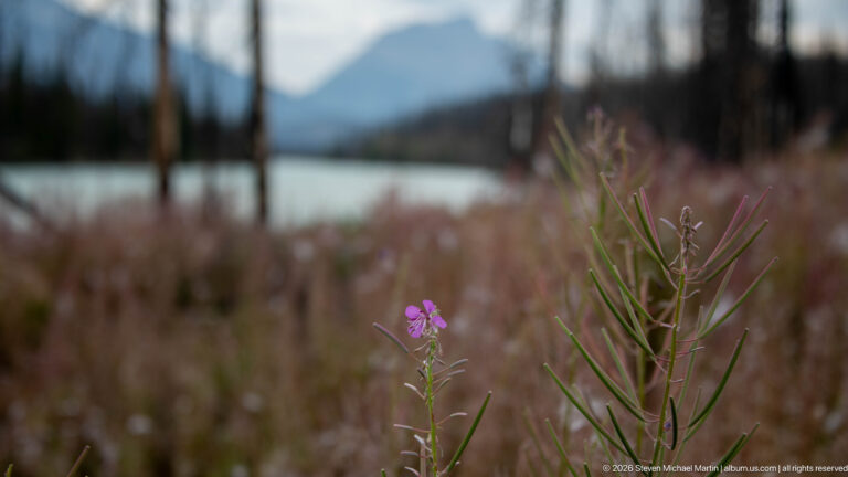 Single pink fireweed bloom and narrow leaves in focus against blurred water, mountains, and burned vegetation.