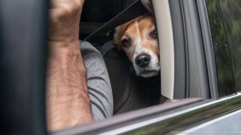 Beagle peering from inside a vehicle beside a passenger, framed by the window and silver door trim.