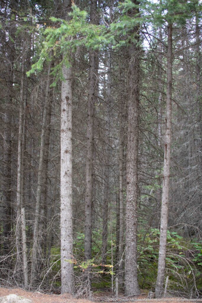 Dense conifer forest with straight trunks, layered evergreen branches, and shaded understory vegetation.