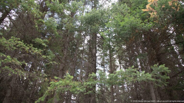 Upward view into dense evergreen branches and conifer trunks forming a layered forest canopy.