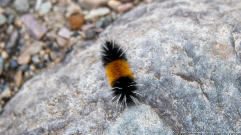 Black-and-orange hairy caterpillar crawling across a pale gray rock surface.