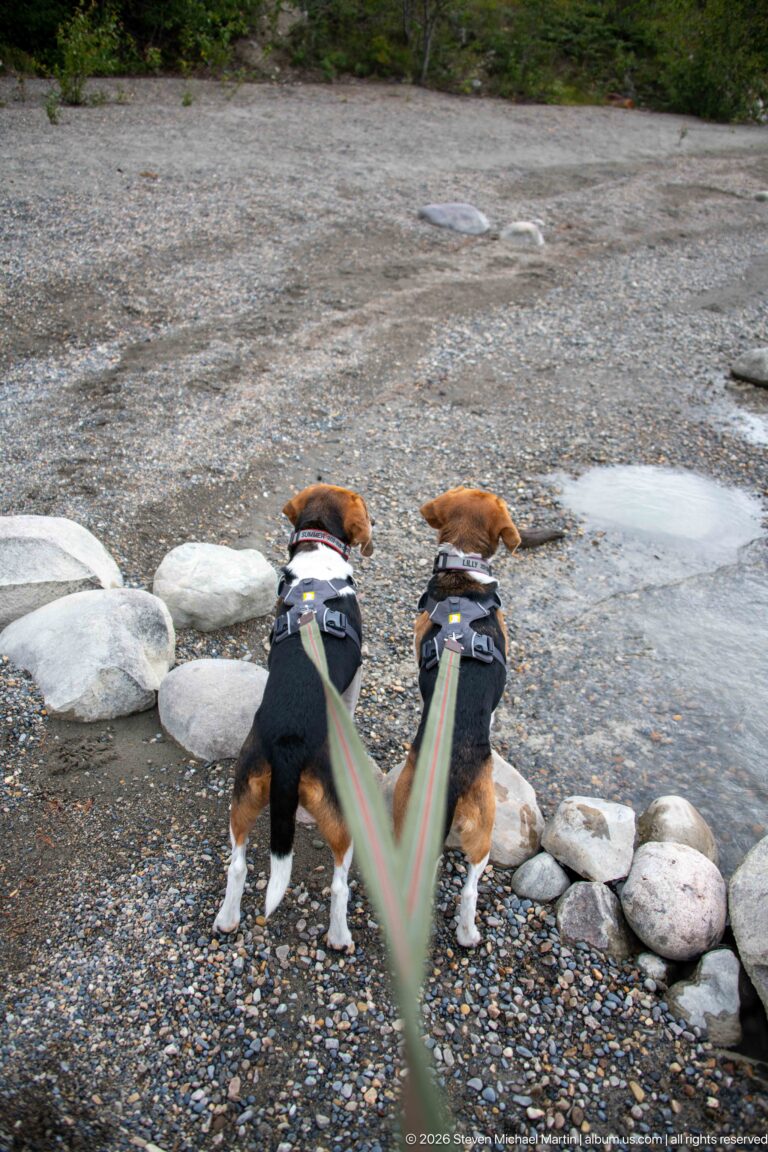 Two leashed beagles standing on a gravel riverbank beside pale boulders and shallow mountain water.