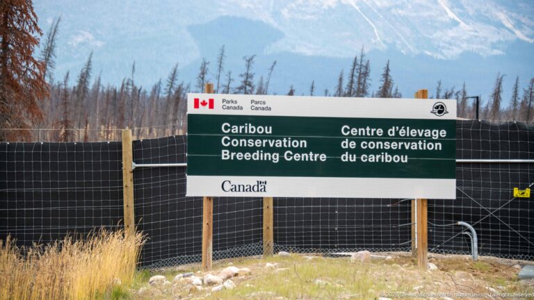 Bilingual Parks Canada Caribou Conservation Breeding Centre sign mounted in front of a tall fenced enclosure.