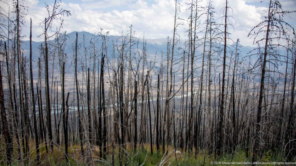 Burned tree trunks on a slope above a pale river, with green regrowth and hazy mountains beyond.