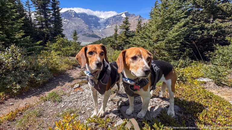 Two harnessed beagles standing together on a mountain trail with conifers and rugged peaks behind.
