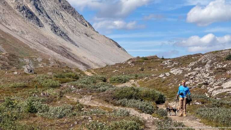 Hiker with two beagles walking on a narrow alpine trail below a steep scree slope.