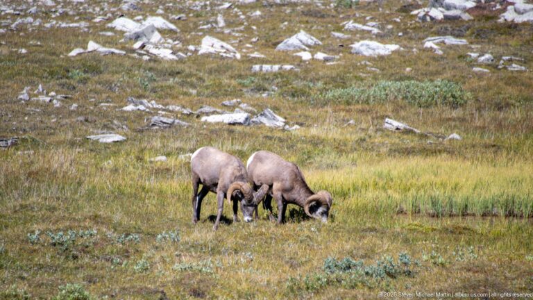 Two bighorn sheep rams grazing side by side among grasses, shrubs, and scattered rocks.