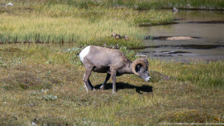Bighorn sheep ram grazing in low vegetation beside shallow alpine water.