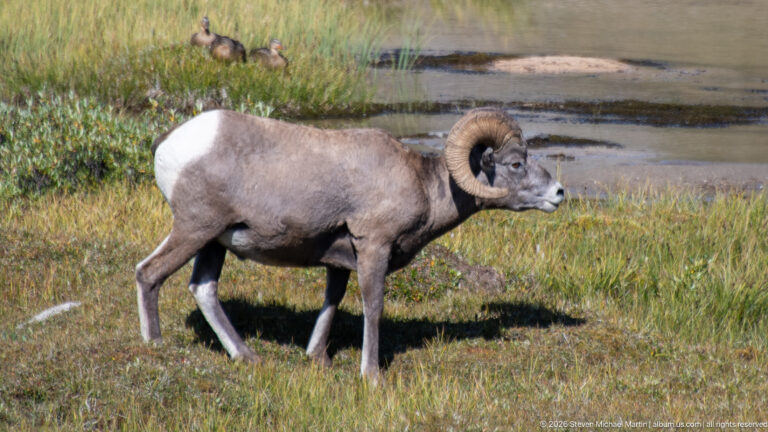 Adult bighorn sheep ram walking in profile beside a shallow alpine wetland.