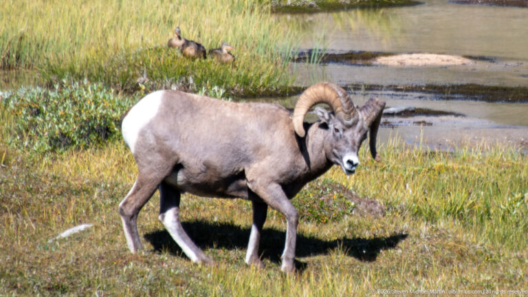 Bighorn sheep ram walking through grass near an alpine pond, head turned toward the camera.