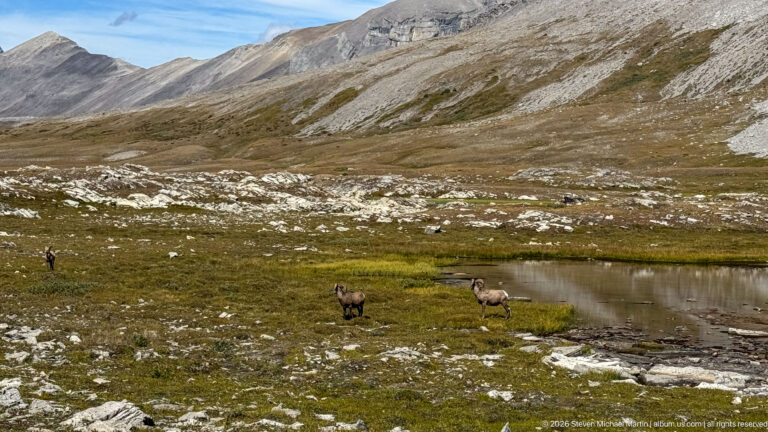 Bighorn sheep near a small alpine pond with rocky meadow and a steep mountain slope beyond.