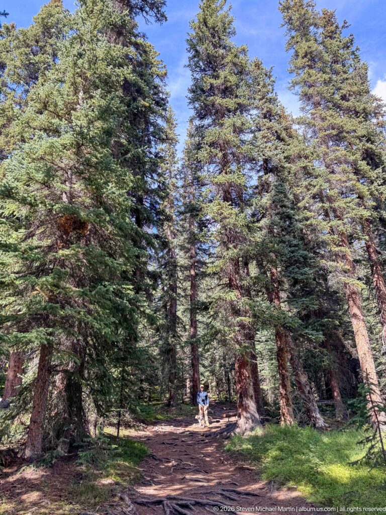 Tall conifers rising beside a forest trail, with a small hiker and dog visible for scale.