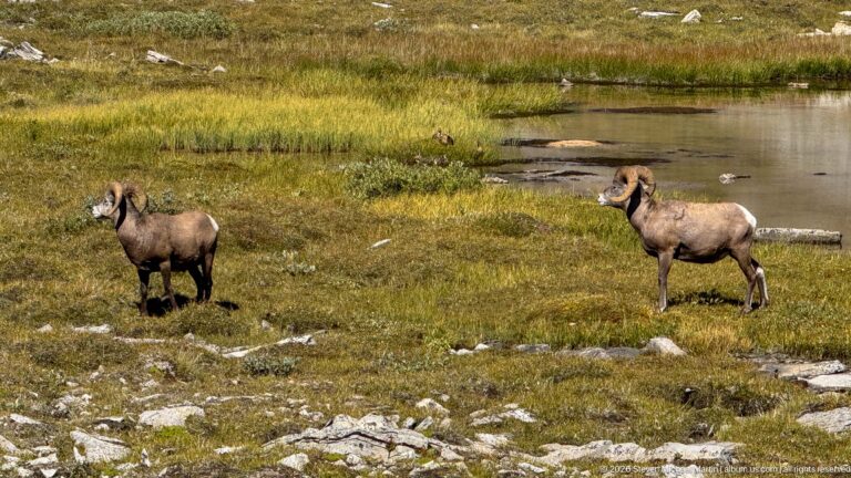 Two bighorn sheep rams standing in grassy alpine terrain beside a shallow pond.
