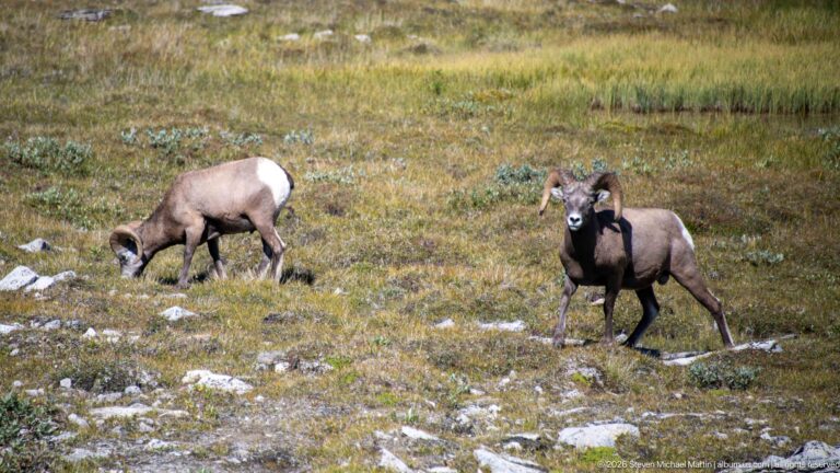 Two bighorn sheep rams in alpine vegetation, one grazing and the other standing alert.