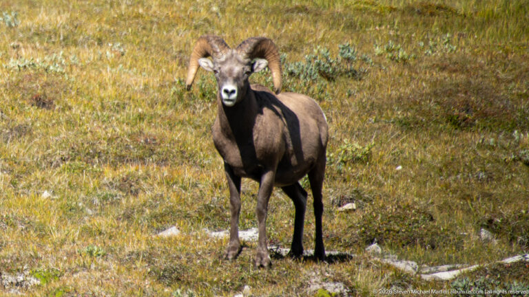 Adult bighorn sheep ram facing forward in sunlit gold-green alpine vegetation.