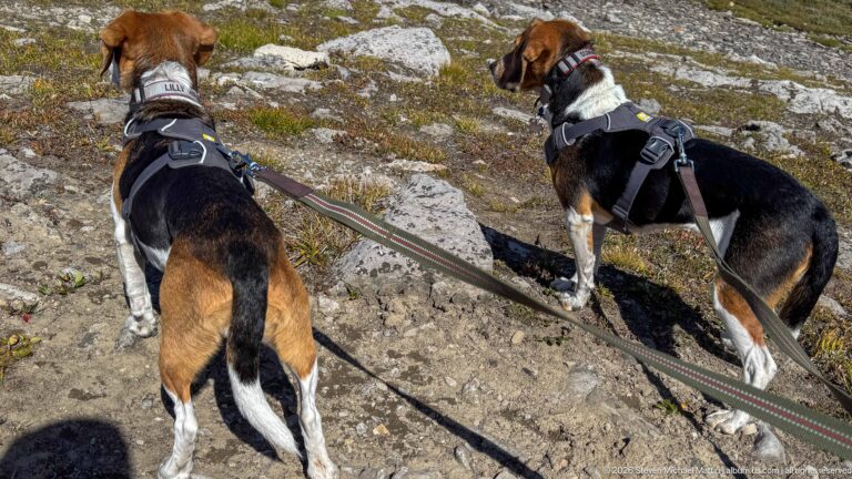 Two harnessed beagles on leashes standing alert on a rocky alpine trail.