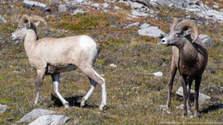 Pale bighorn sheep walking beside an adult ram with large curled horns on alpine ground.