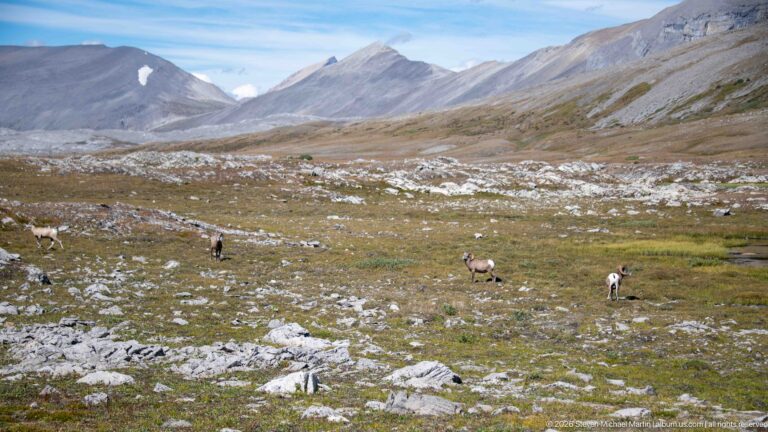 Several bighorn sheep scattered across a broad rocky alpine valley beneath steep mountain slopes.