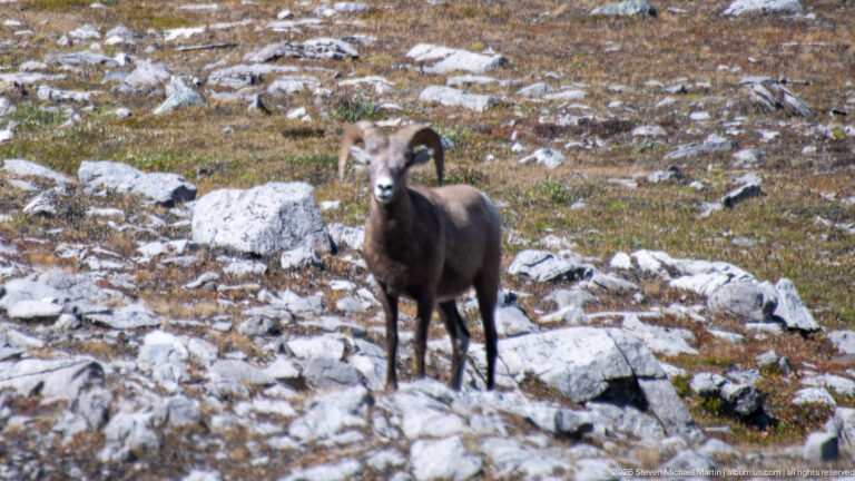 Front-facing bighorn sheep ram standing among pale rocks and sparse alpine plants.