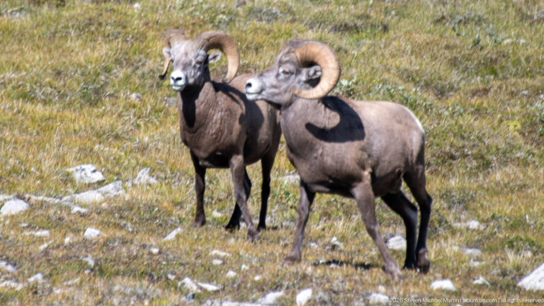 Two bighorn sheep rams standing alert in an alpine meadow, one facing forward and one in profile.