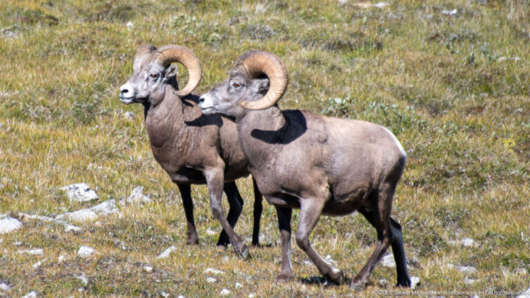 Two adult bighorn sheep rams with curled horns standing together on short alpine grass.