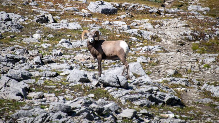 Adult bighorn sheep ram with large curled horns standing among pale rocks and sparse alpine vegetation.