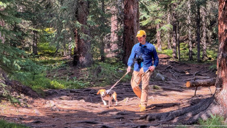 Hiker walking a leashed beagle along a root-covered trail through tall conifer forest.