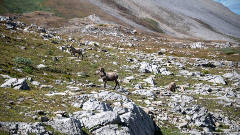 Several bighorn sheep scattered among pale rocks and sparse vegetation below a gray alpine scree slope.