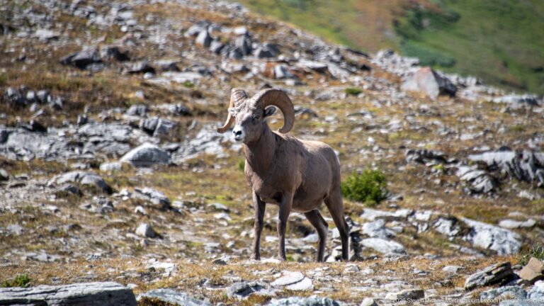 Adult bighorn ram with large curled horns standing on rocky alpine ground with sparse tundra vegetation.