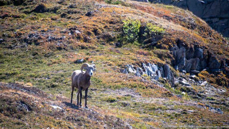 Single bighorn sheep standing alert on a rocky alpine slope with low autumn-colored tundra vegetation.