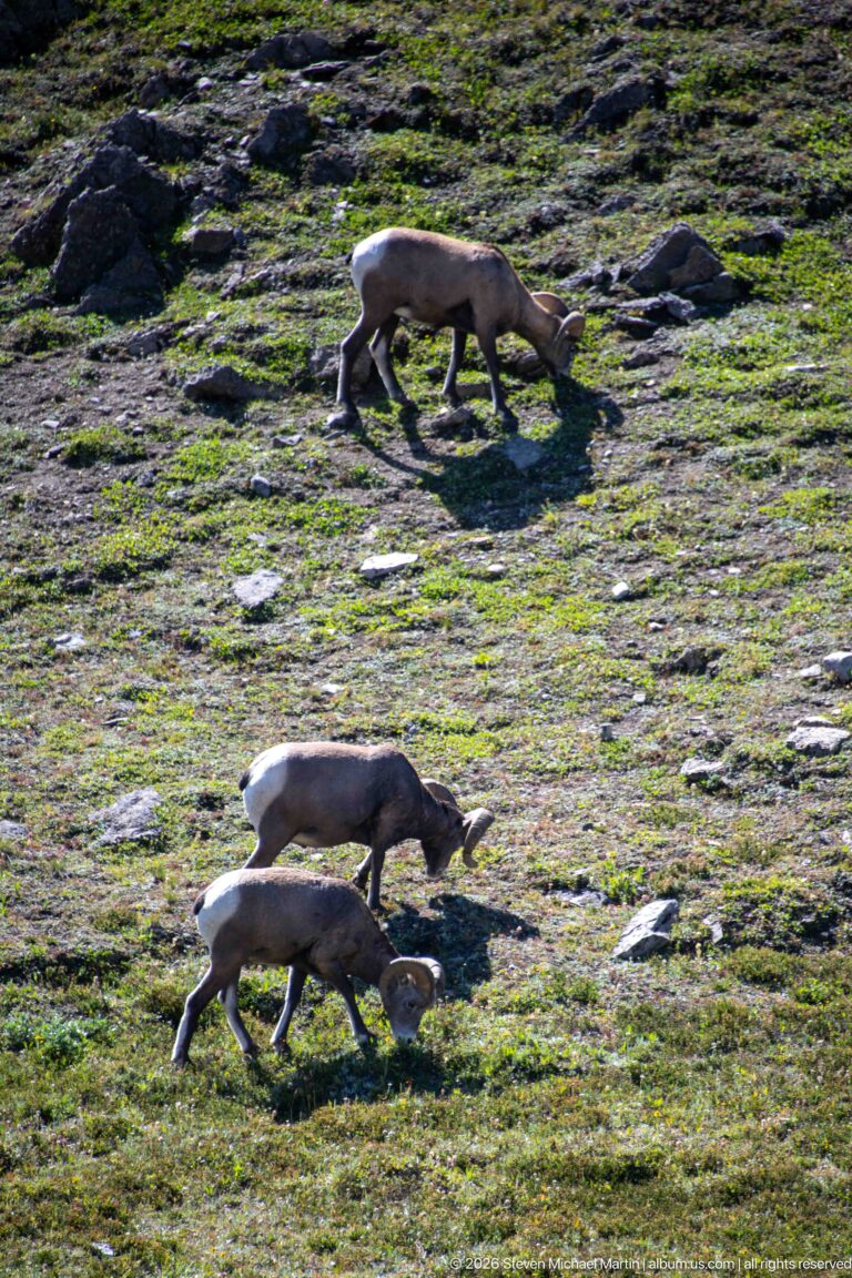 Three bighorn sheep walking across short alpine tundra and scattered rocks on an open slope.