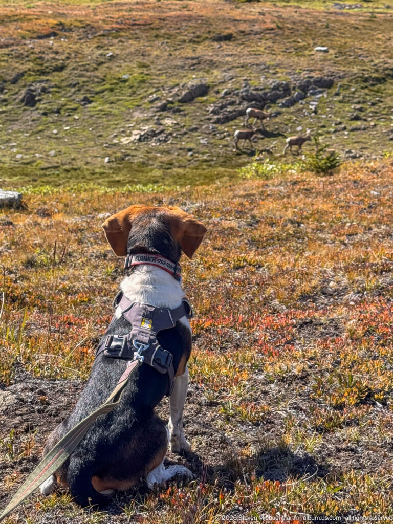 Harnessed beagle sitting on alpine tundra while several bighorn sheep graze or walk in the distance.