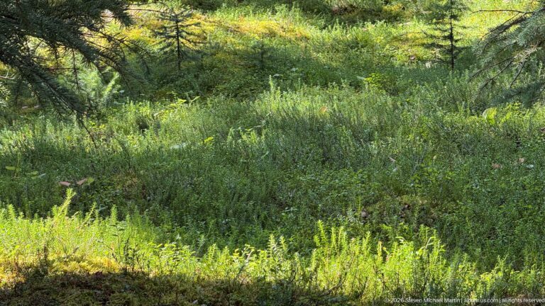 Dense green shrubs and groundcover illuminated by sunlight beneath a shaded conifer forest canopy.