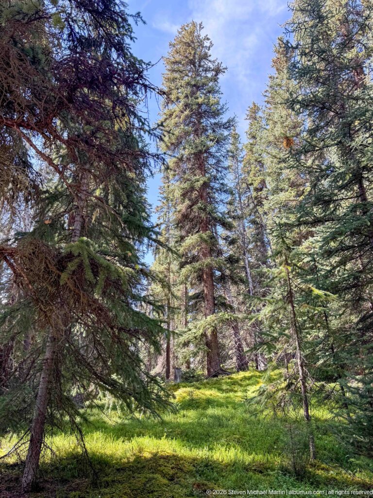 Tall conifer trees in a sunlit subalpine forest with dense green groundcover beneath.