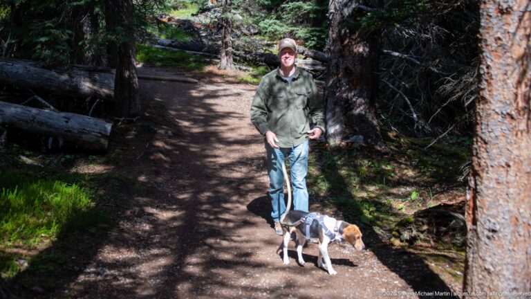 Man walking two leashed beagles on a curving dirt path through sunlit conifer forest.