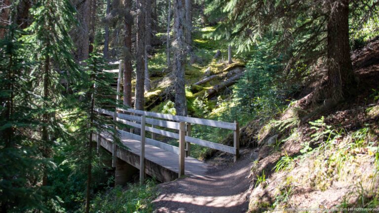 Narrow wooden footbridge with railings crossing a shaded drainage in dense conifer forest.